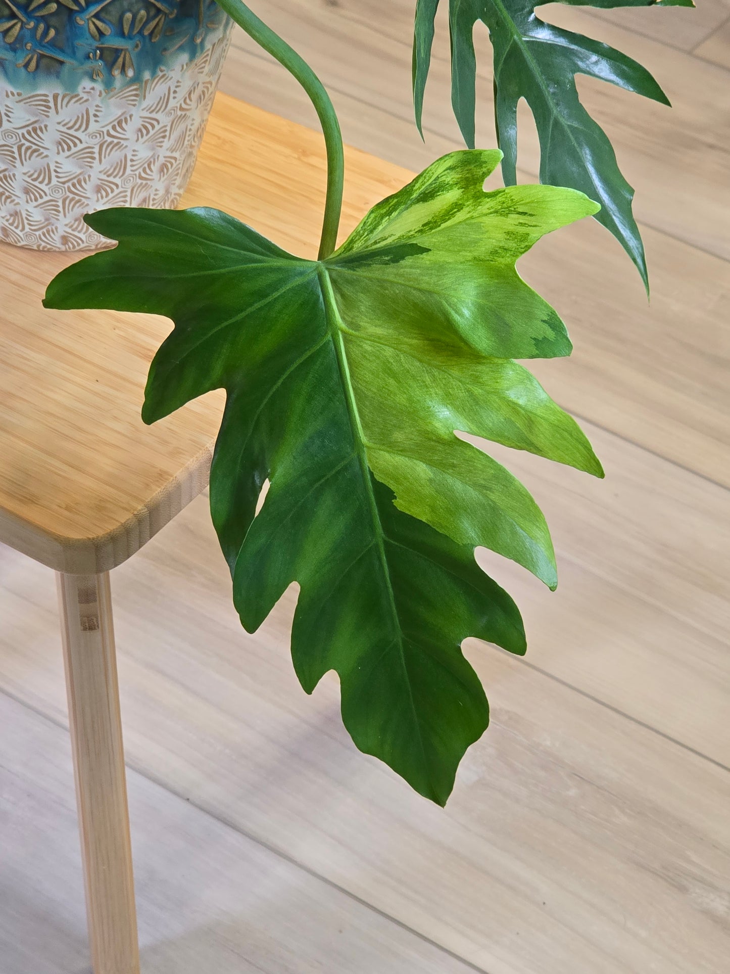 Philodendron Radiatum Variegated (Large Plant)