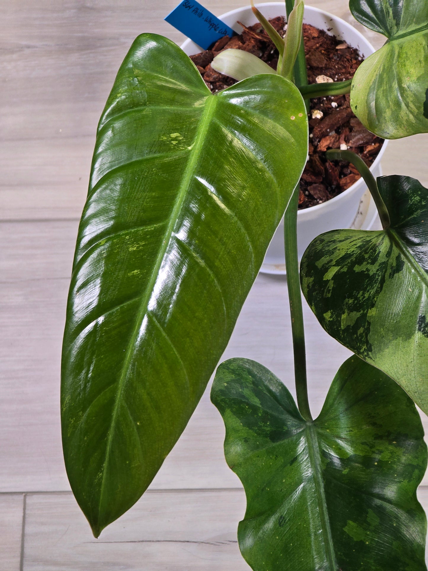 Philodendron Whipple Way