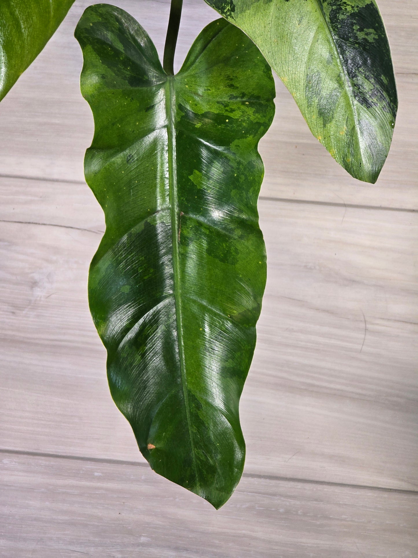 Philodendron Whipple Way