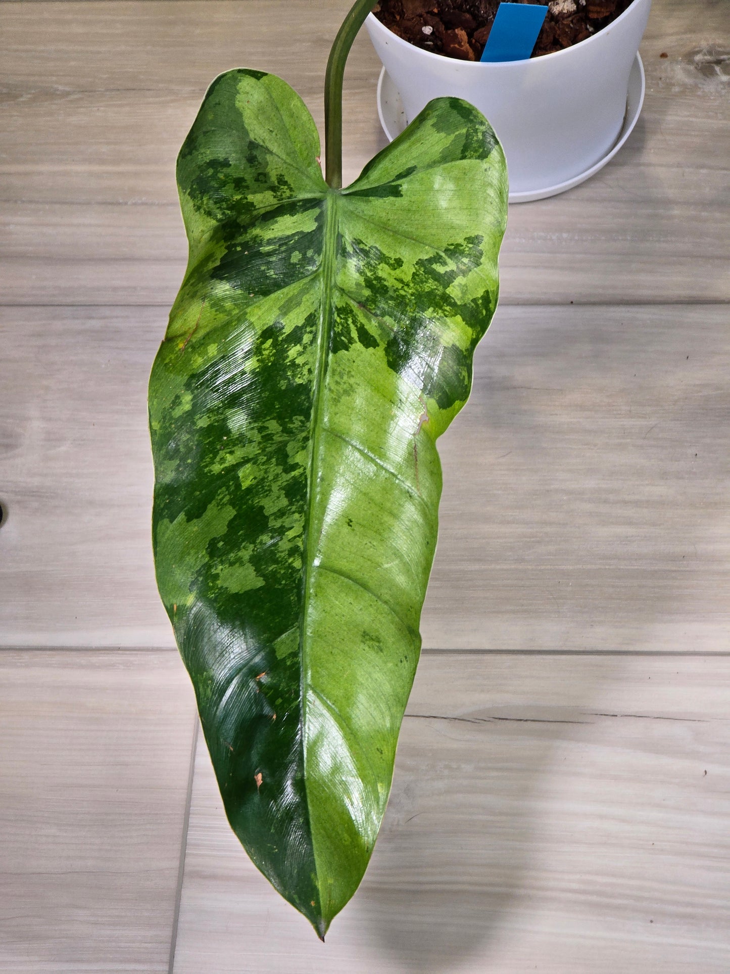 Philodendron Whipple Way