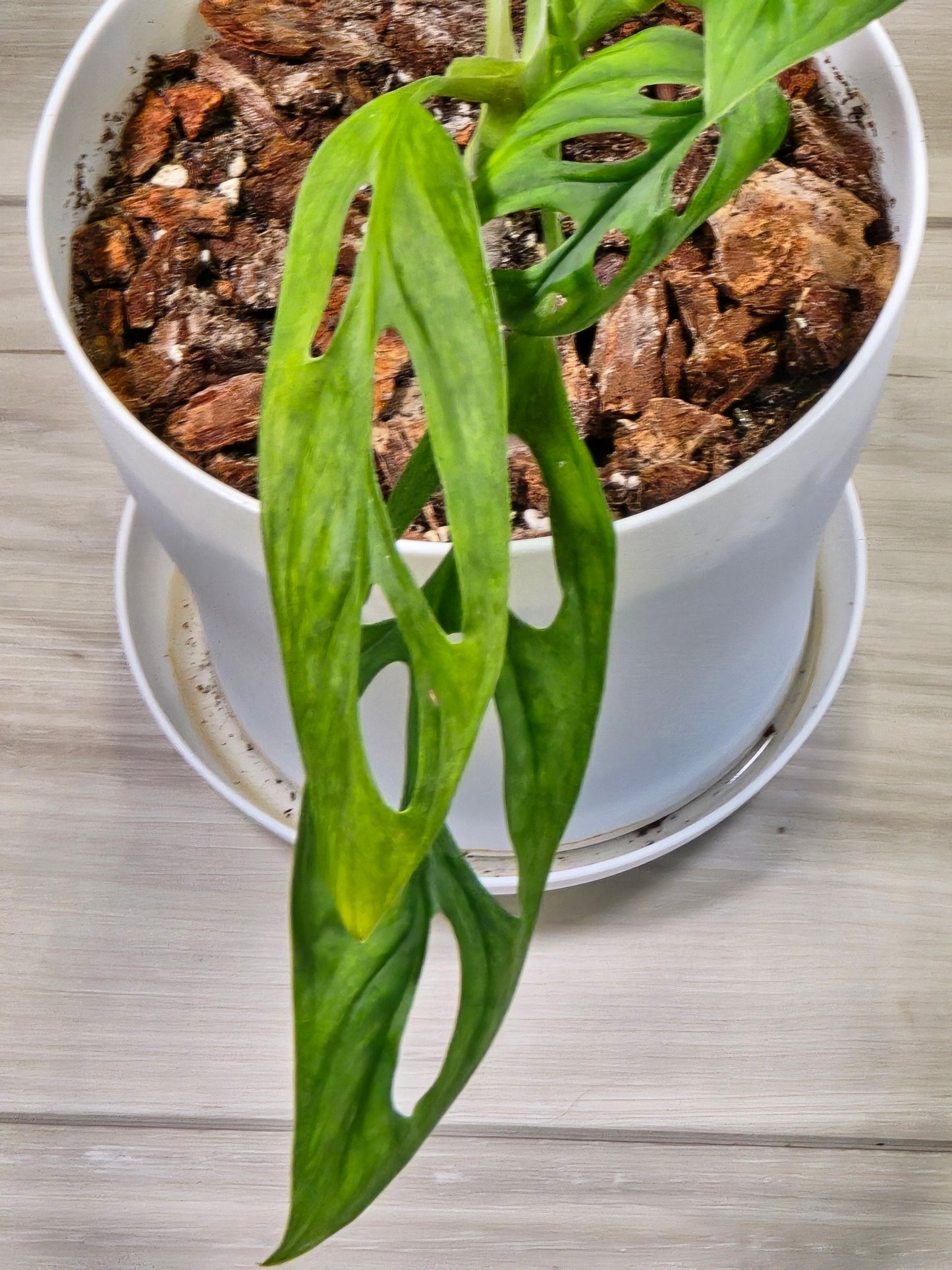 Monstera Acuminata