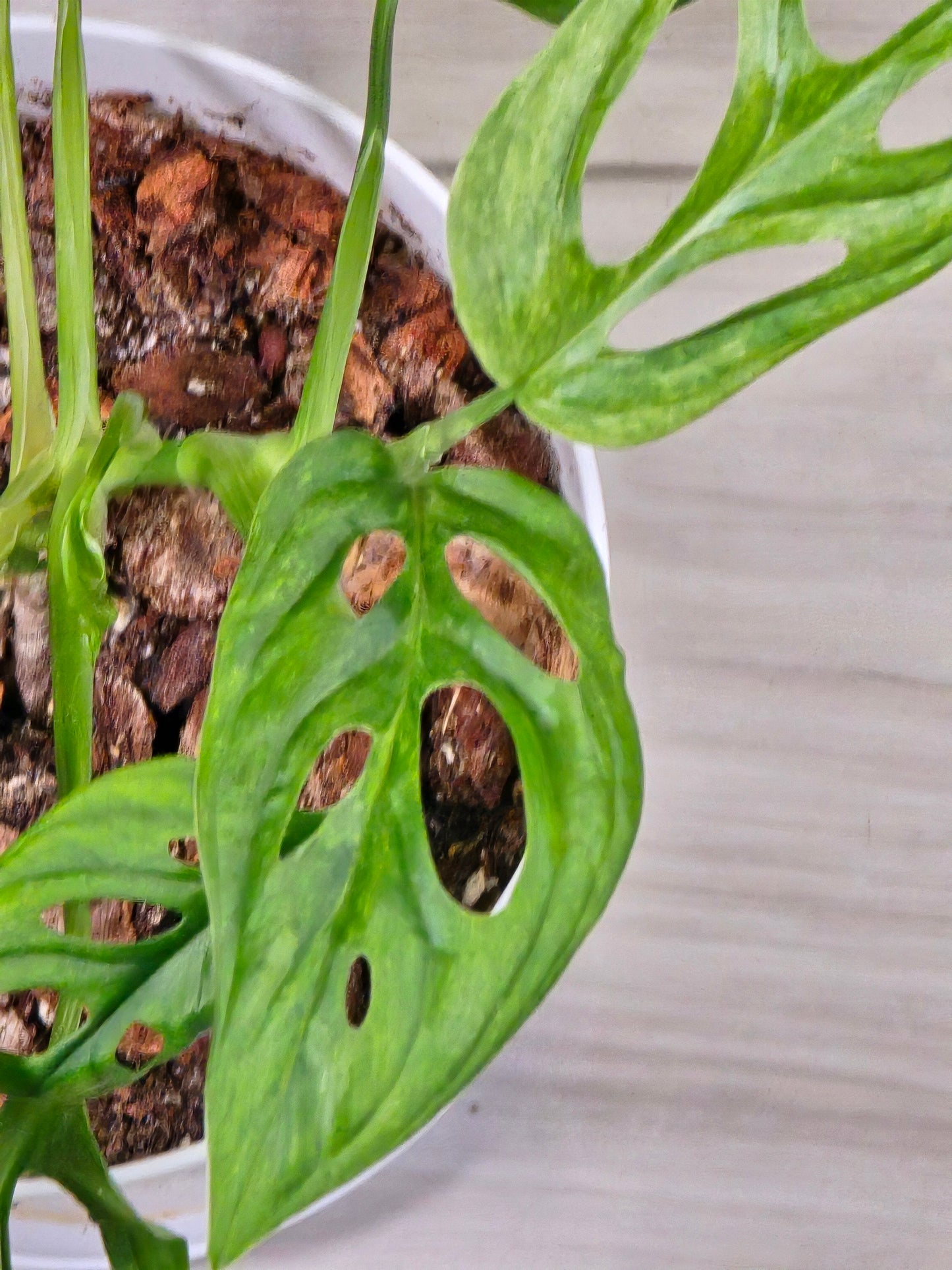 Monstera Acuminata