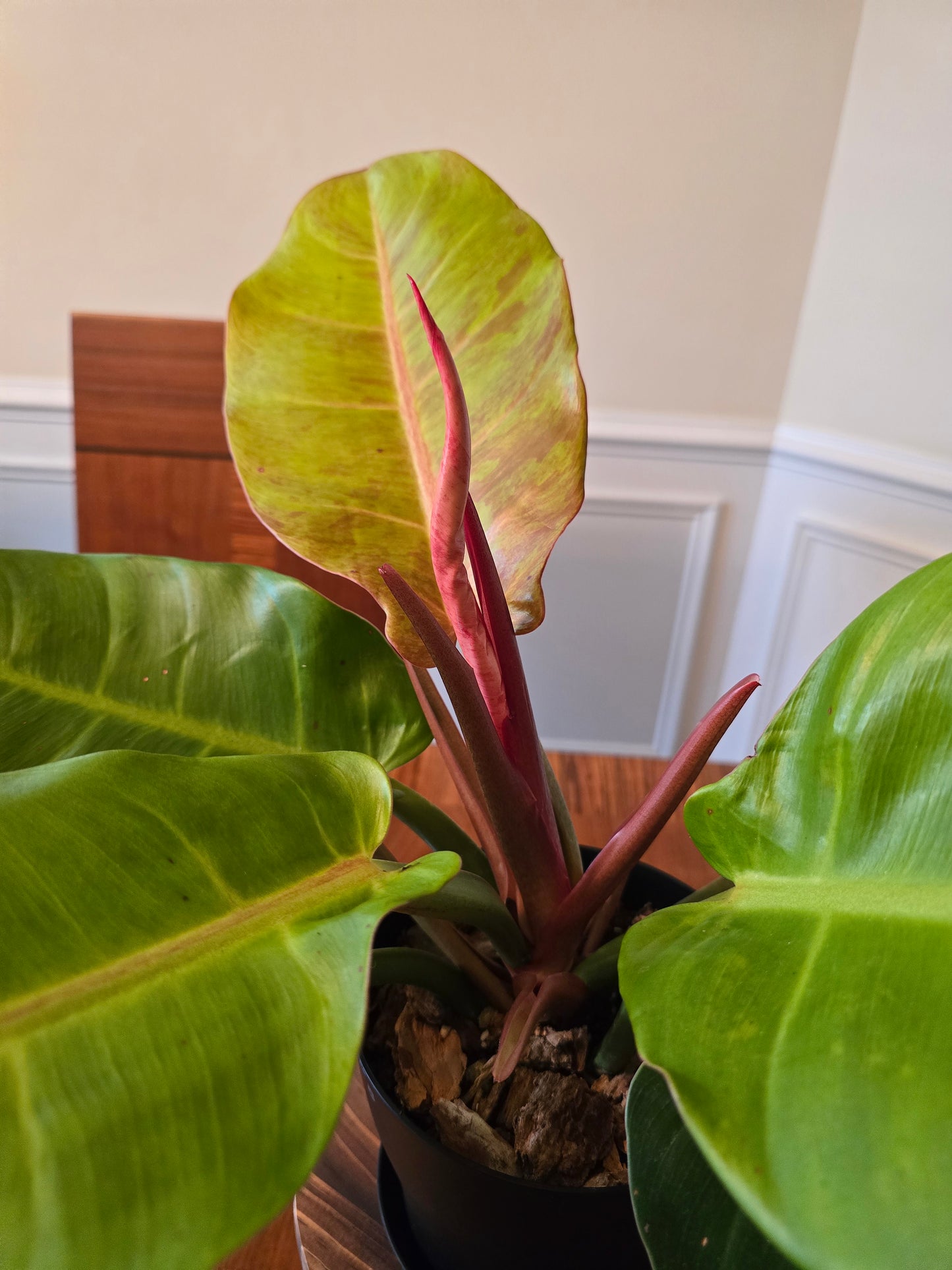 Philodendron Prince of Orange Variegated