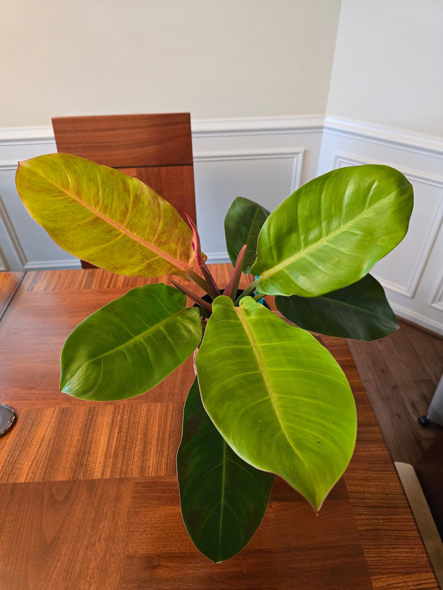 Philodendron Prince of Orange Variegated