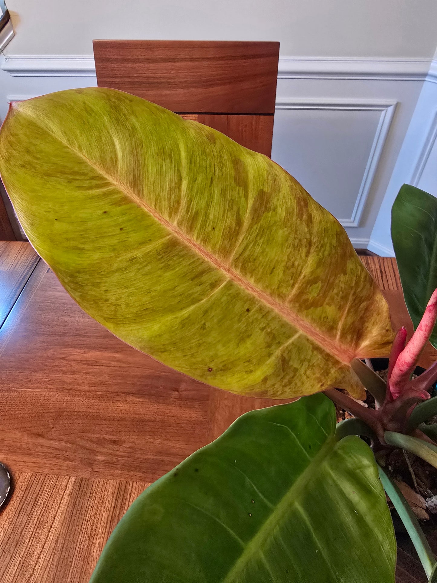 Philodendron Prince of Orange Variegated