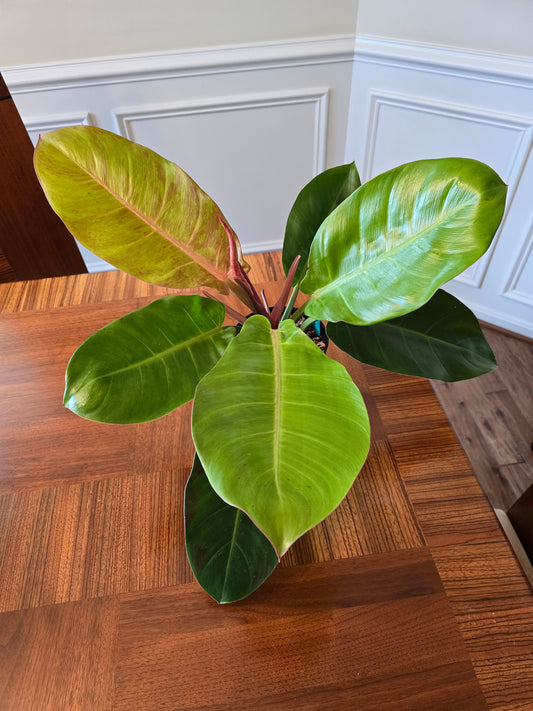 Philodendron Prince of Orange Variegated