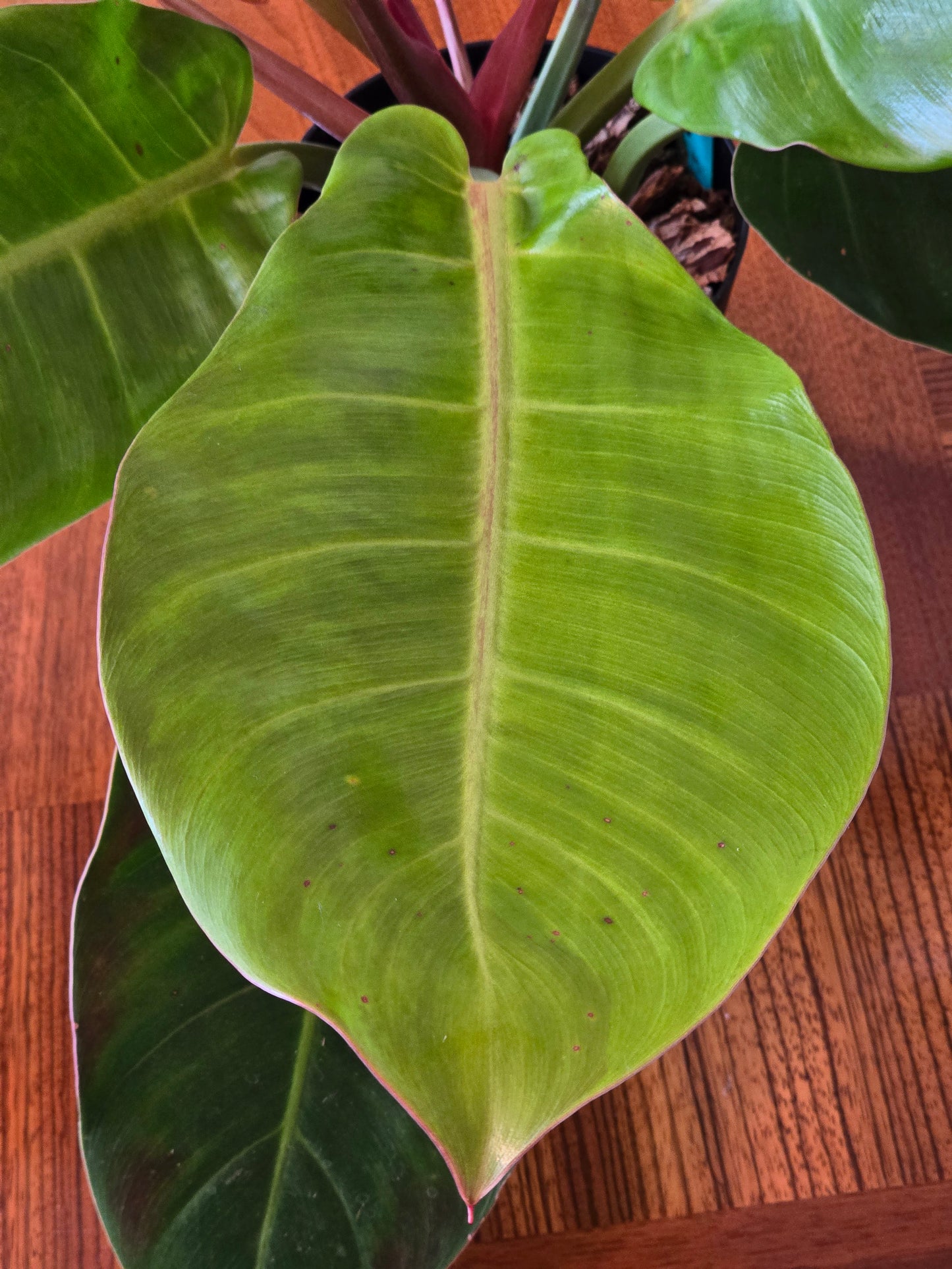 Philodendron Prince of Orange Variegated