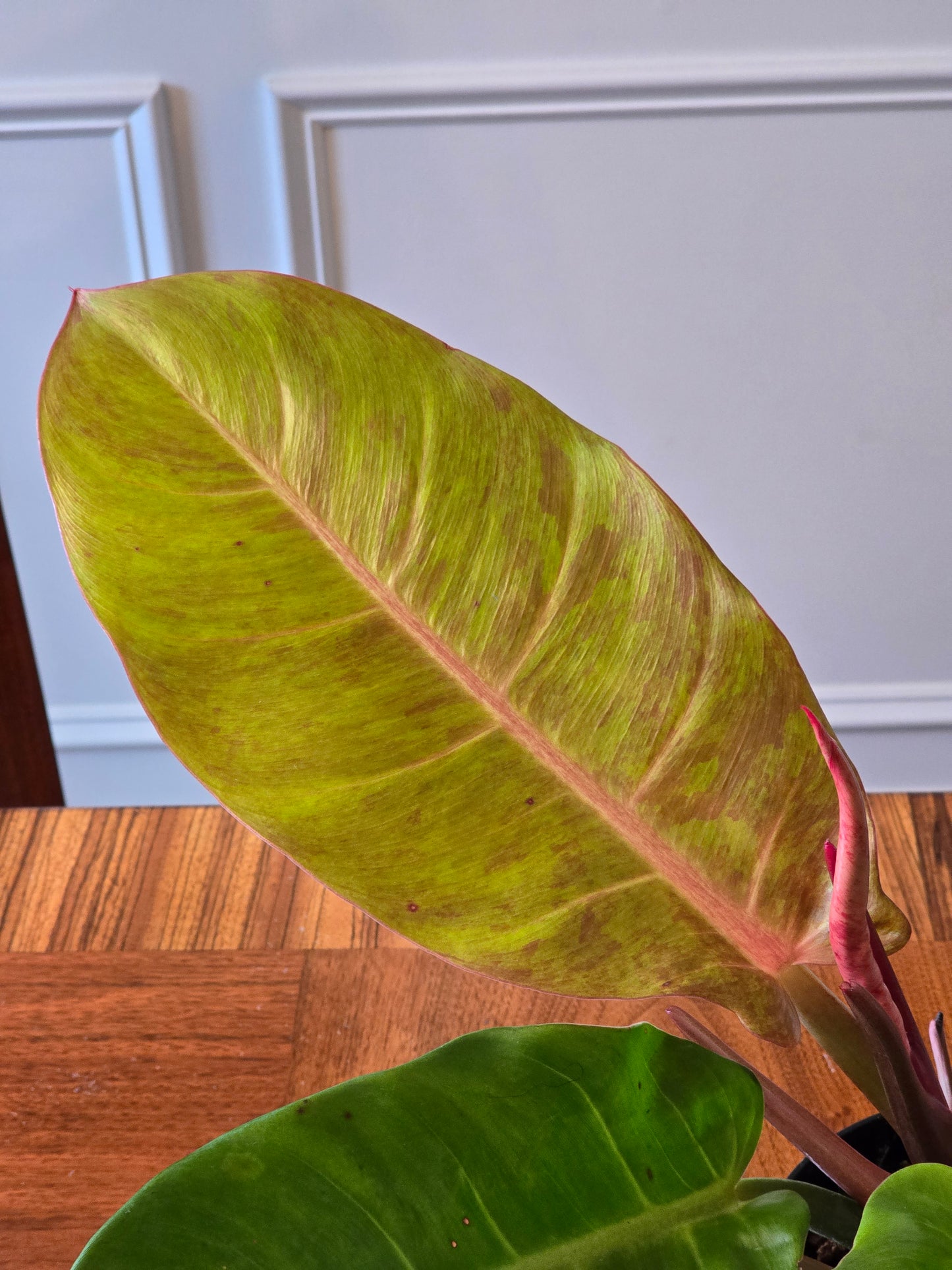 Philodendron Prince of Orange Variegated