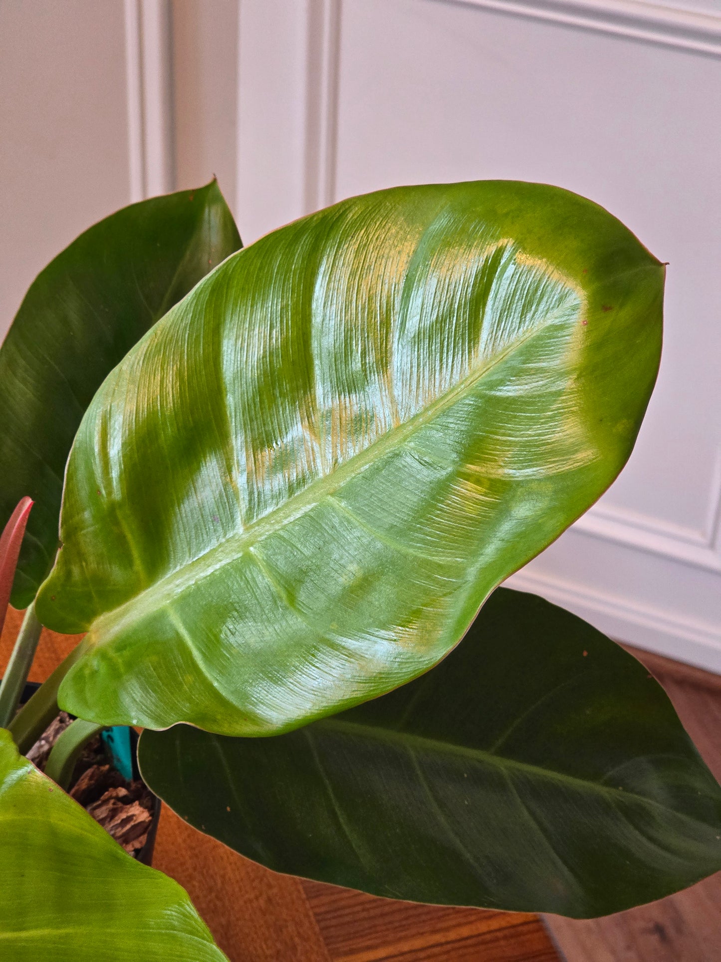 Philodendron Prince of Orange Variegated