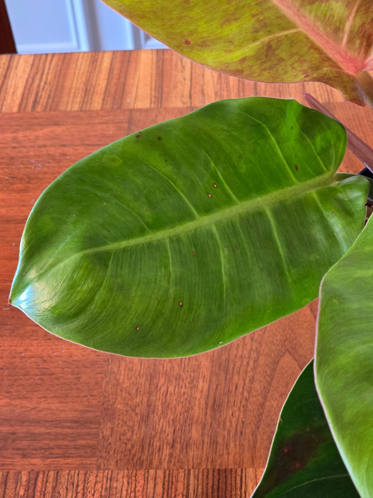 Philodendron Prince of Orange Variegated