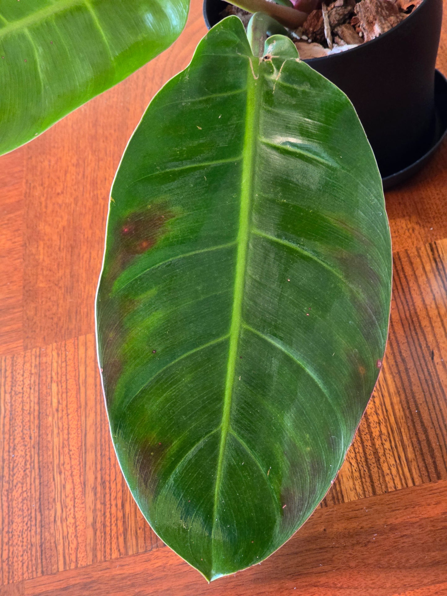 Philodendron Prince of Orange Variegated