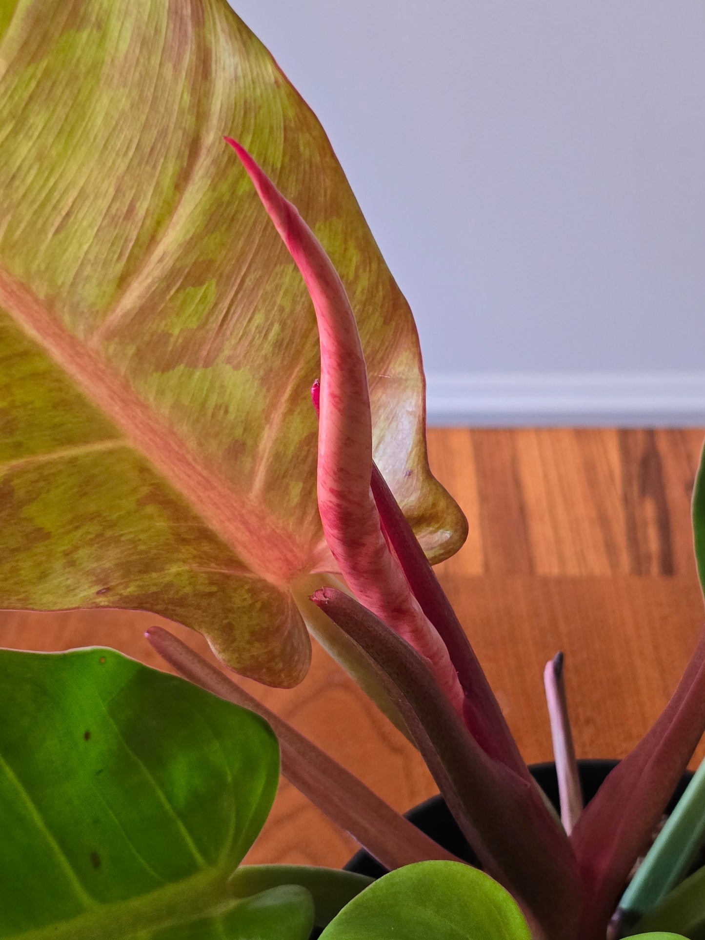 Philodendron Prince of Orange Variegated