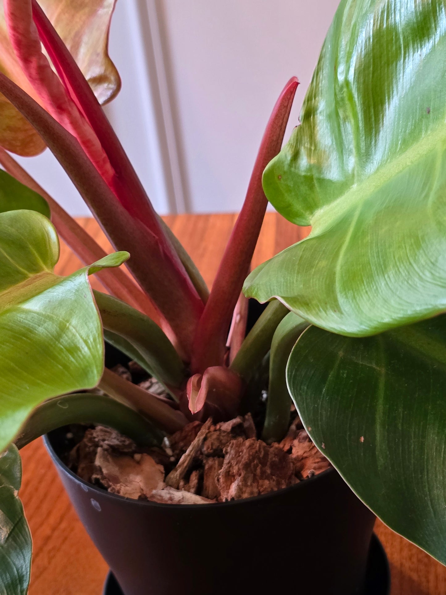 Philodendron Prince of Orange Variegated