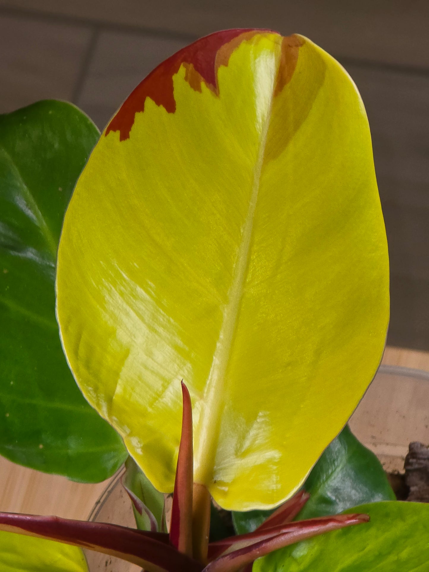 Philodendron Red Moon #26