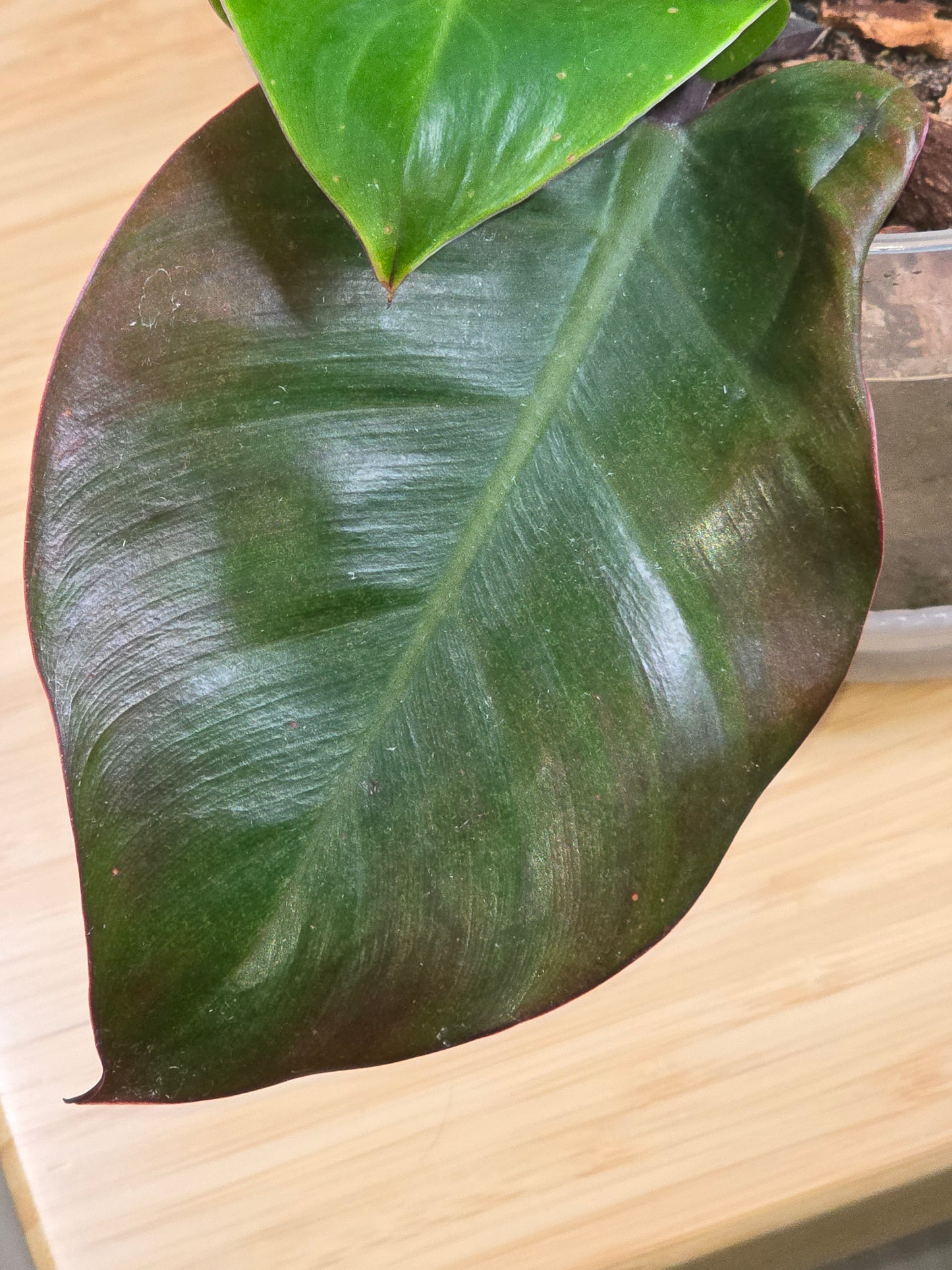 Philodendron Red Moon #26