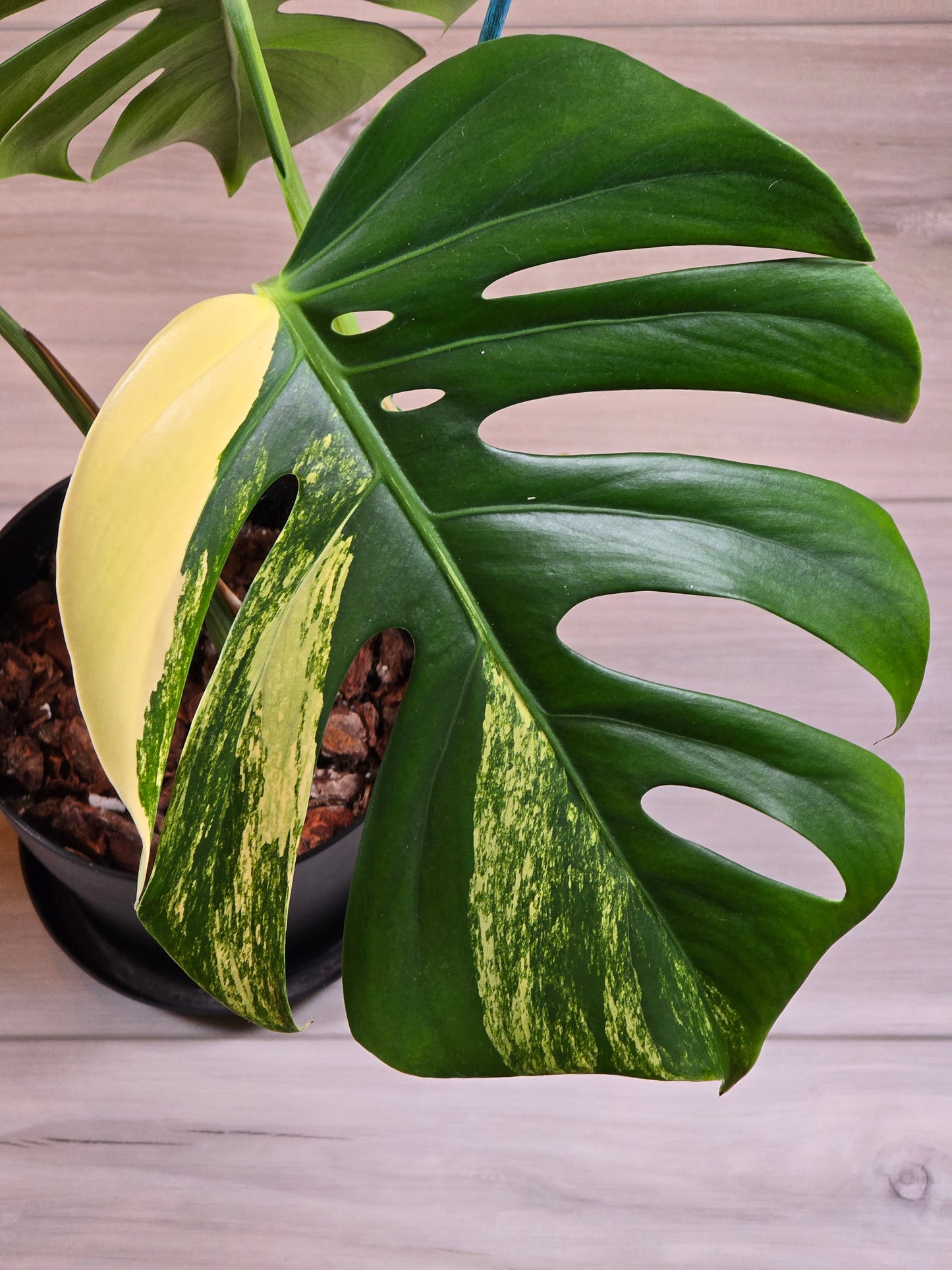 Monstera Aurea Variegated