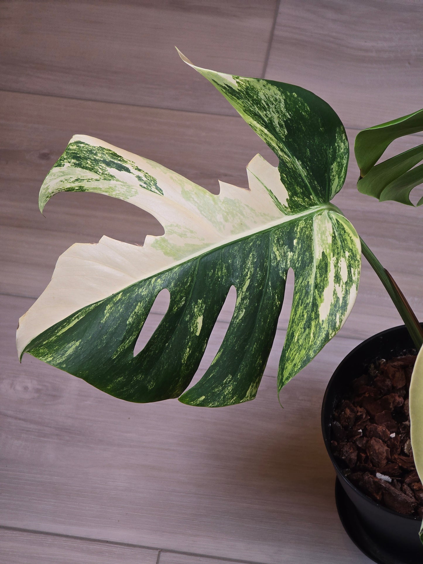 Monstera Aurea Variegated