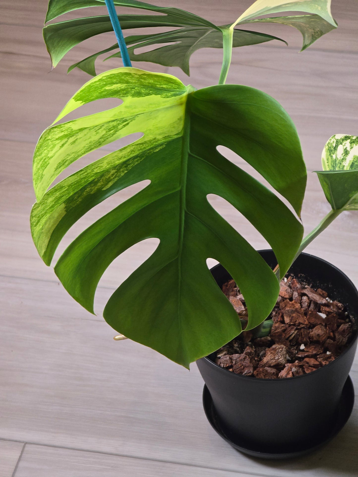 Monstera Aurea Variegated