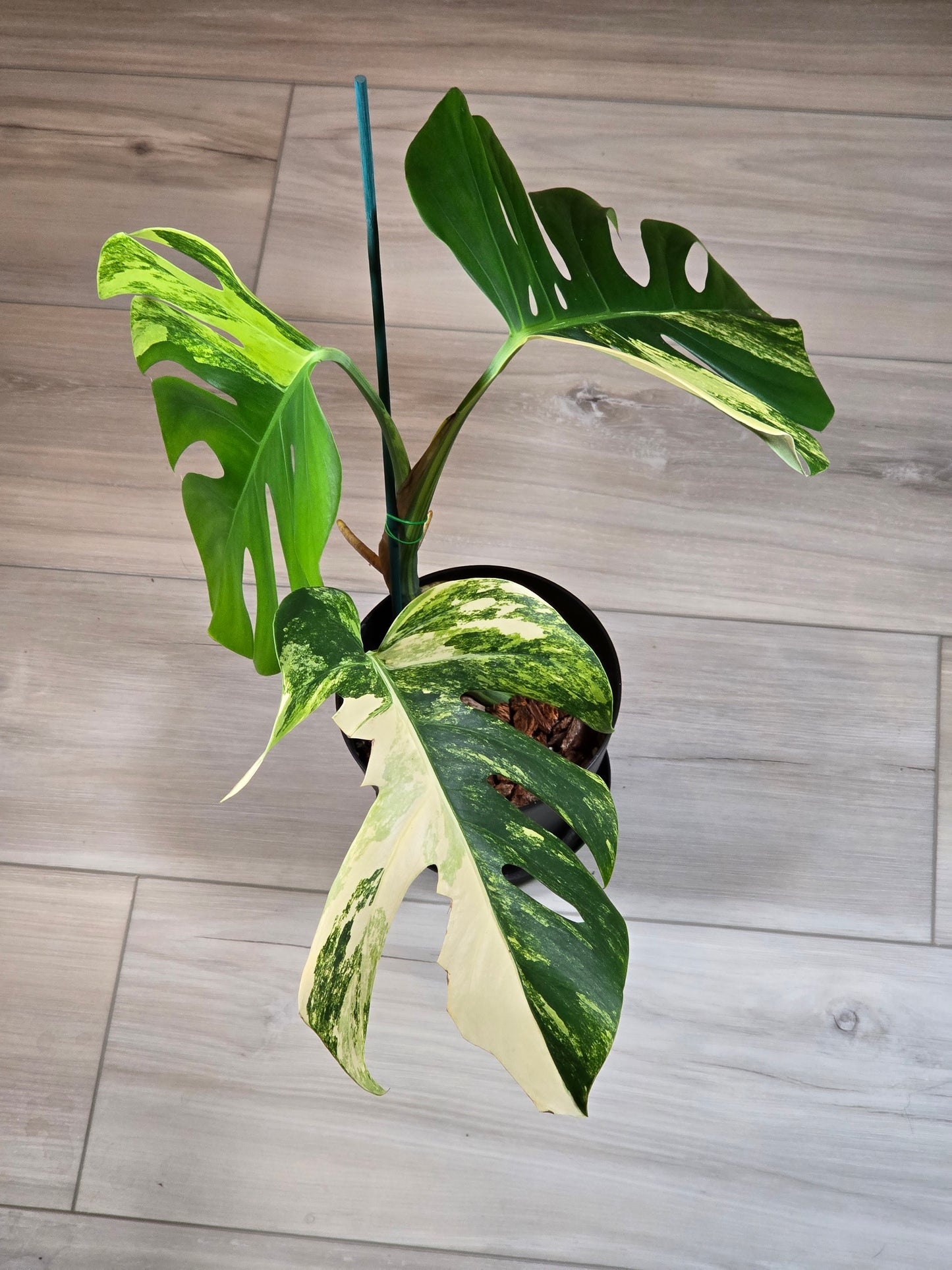 Monstera Aurea Variegated