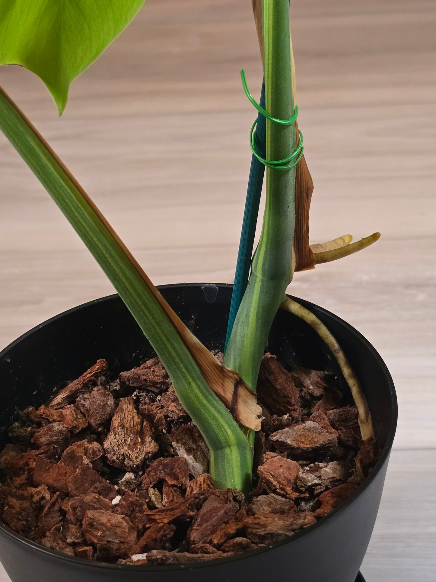 Monstera Aurea Variegated