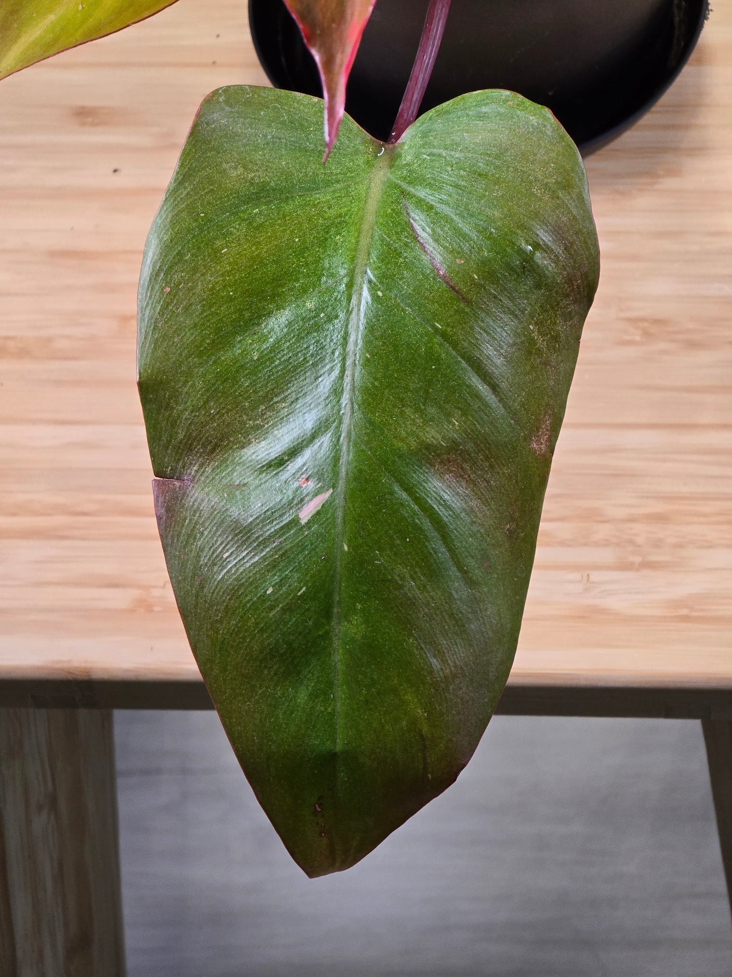 Philodendron Persimmon Princess #35