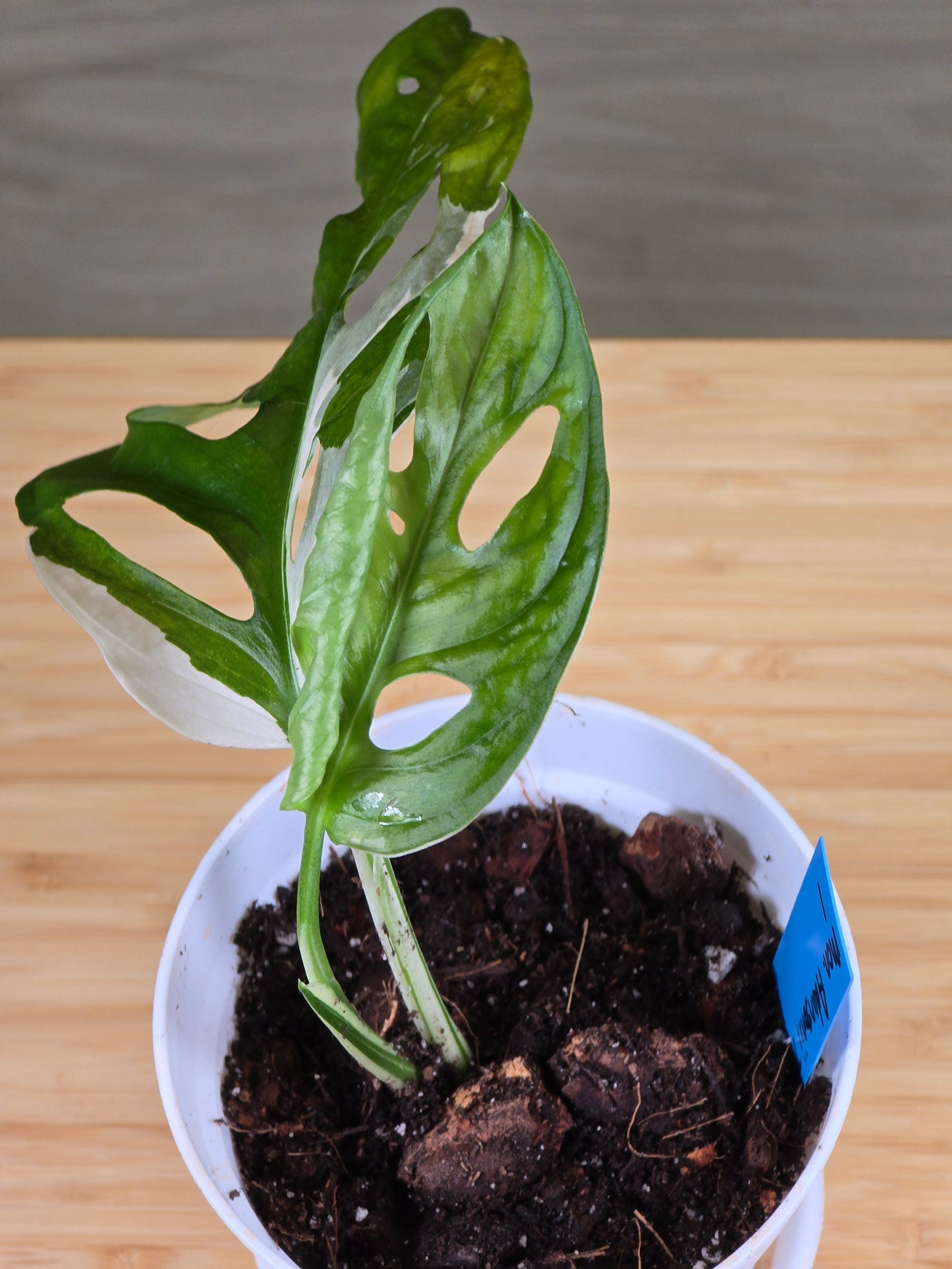 Monstera Adansonii Tricolor #1