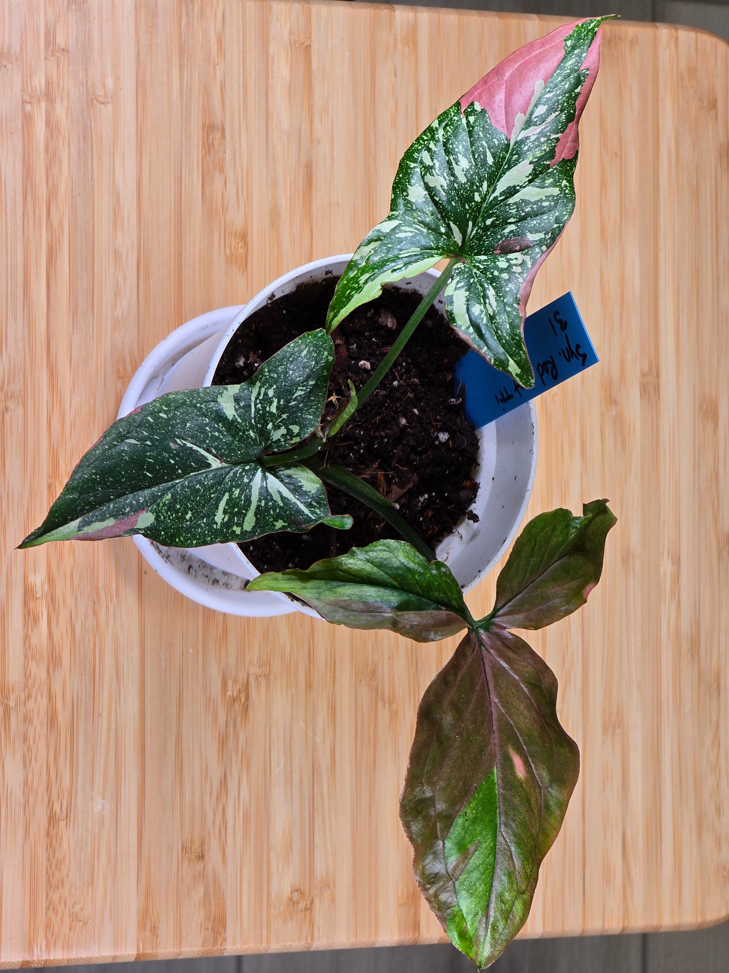 Syngonium Red Spot Tricolor #31