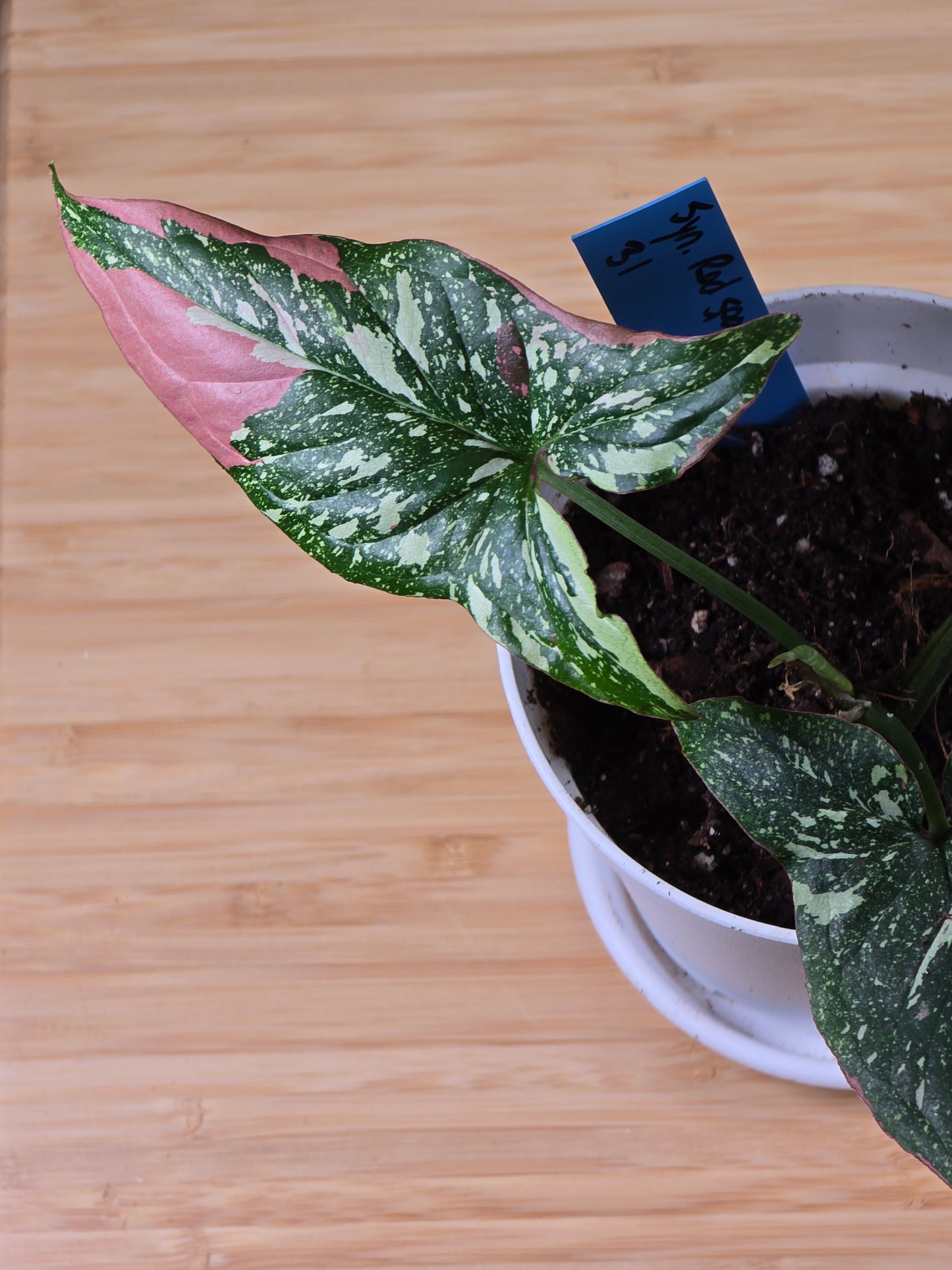 Syngonium Red Spot Tricolor #31