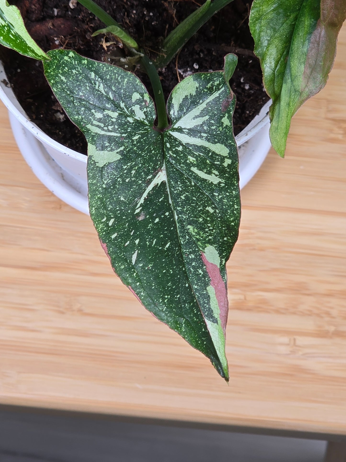 Syngonium Red Spot Tricolor #31