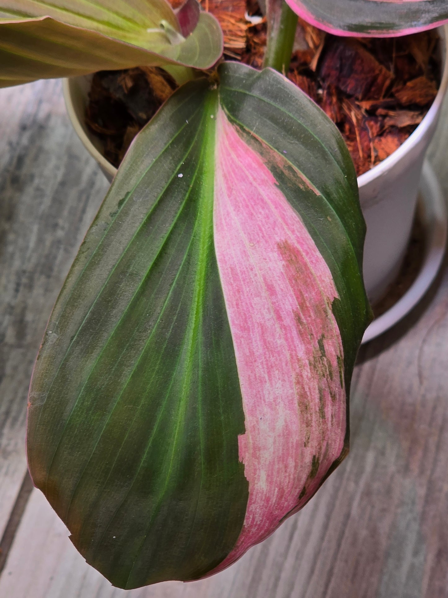 Kaempferia Pink Variegated #340