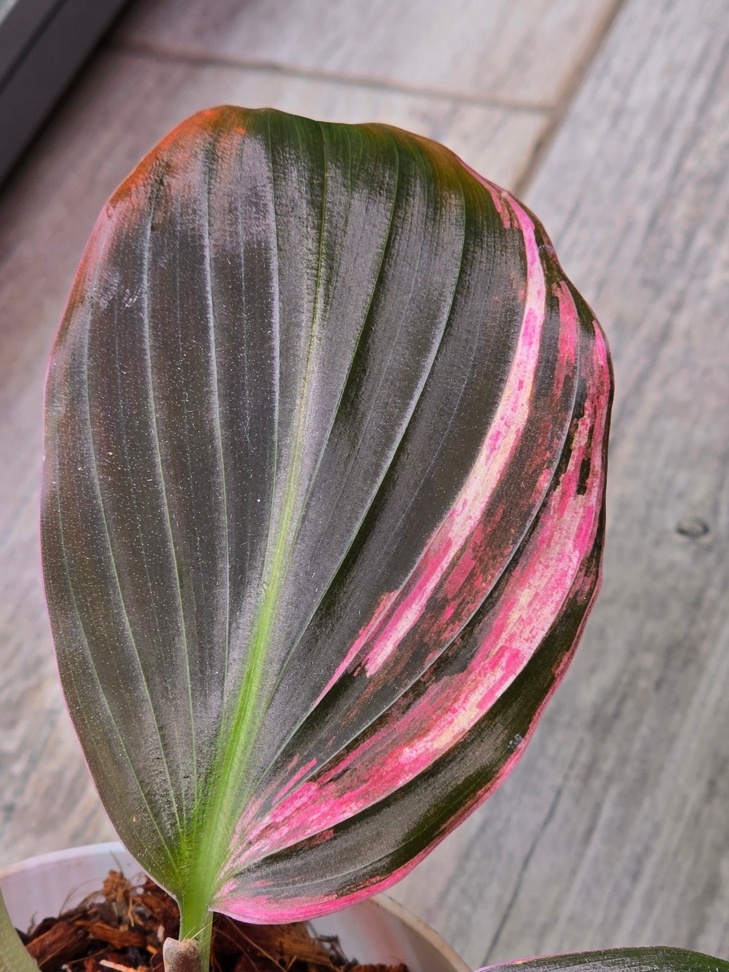 Kaempferia Pink Variegated #340