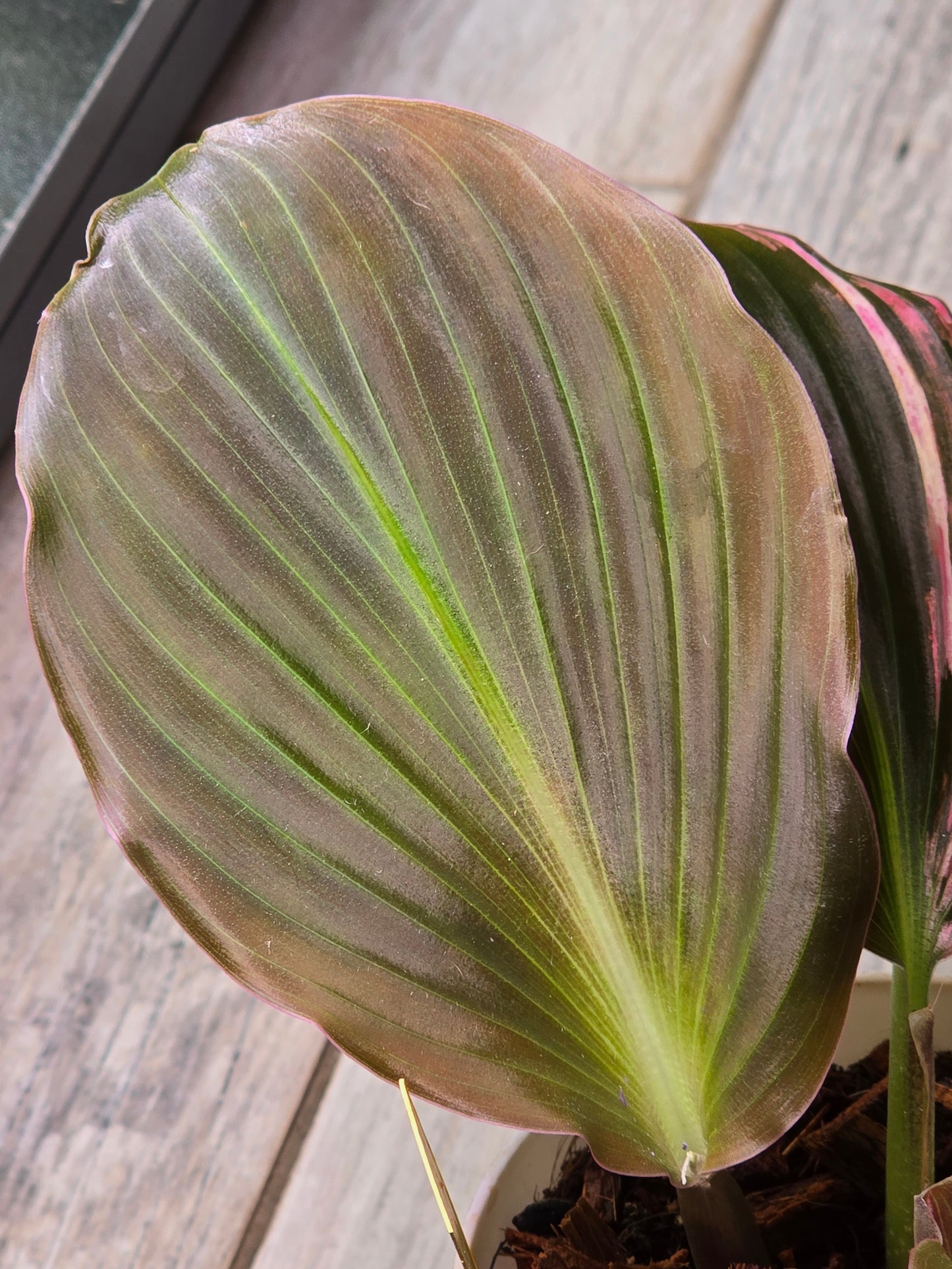 Kaempferia Pink Variegated #340