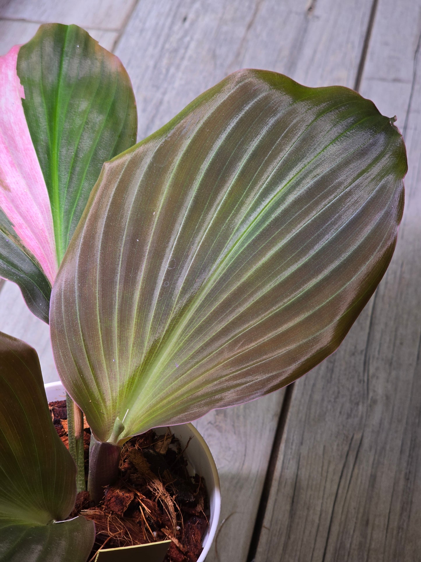 Kaempferia Pink Variegated #340