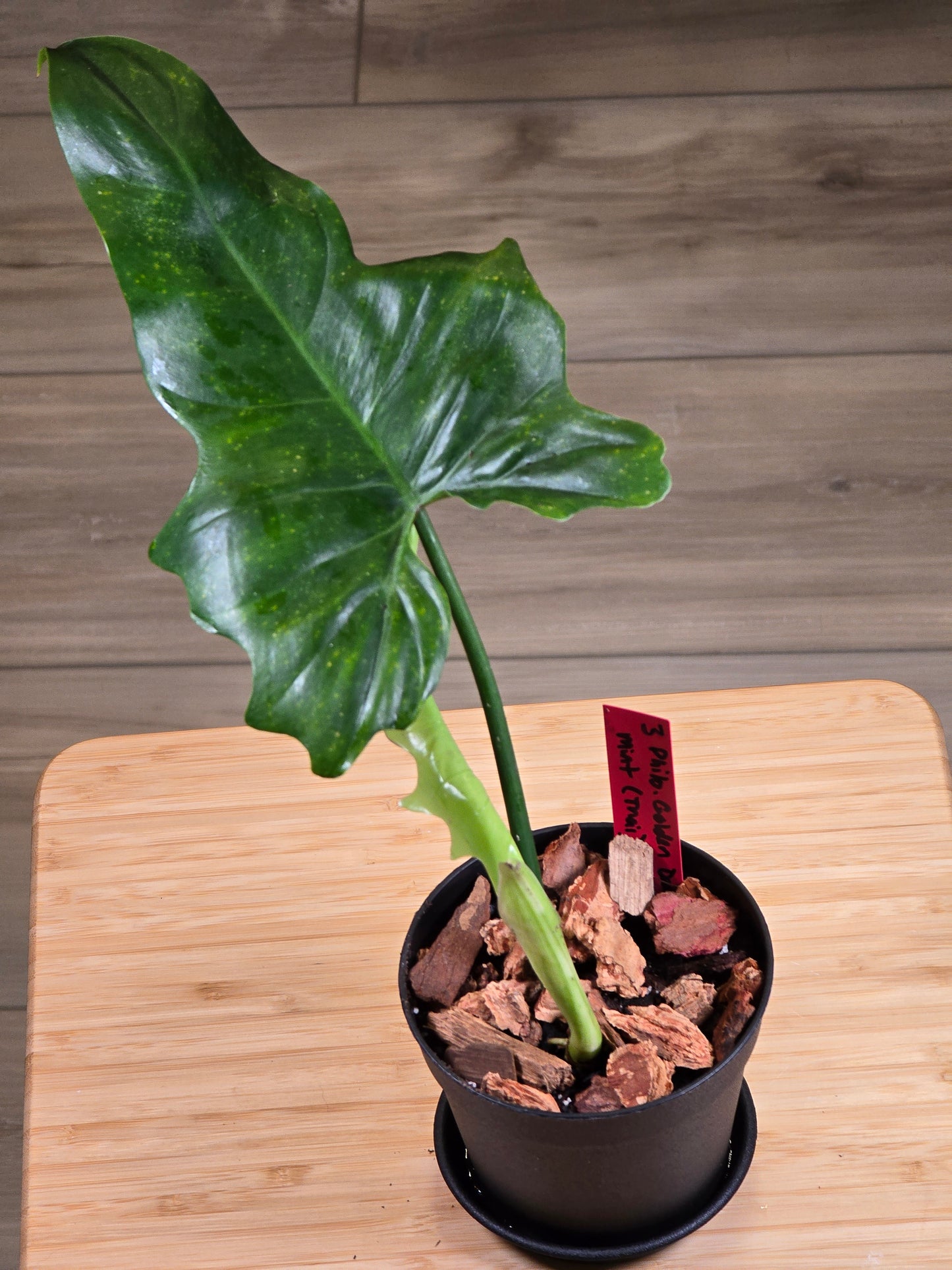 Philodendron Golden Dragon Mint #3