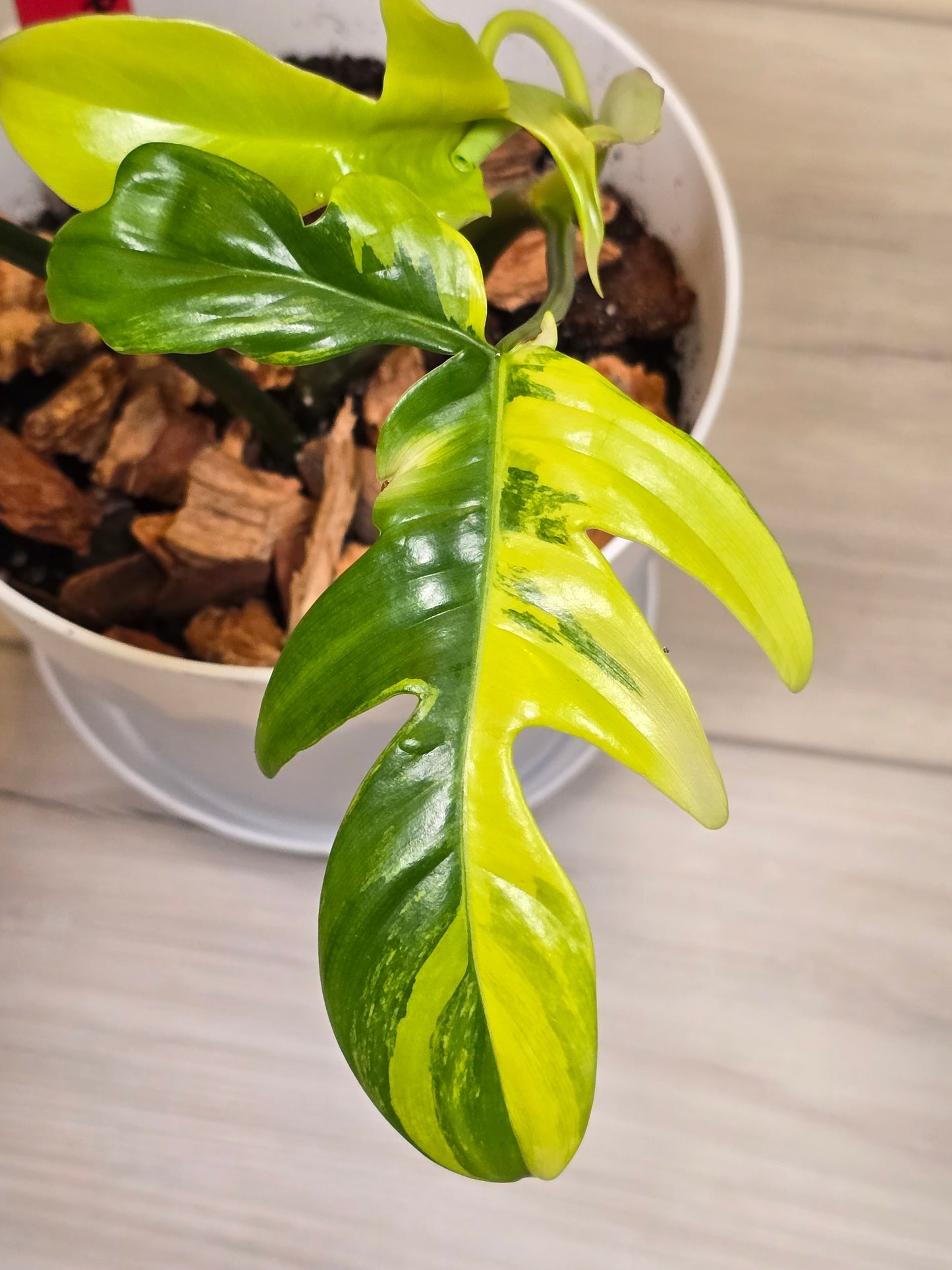 Philodendron Pedatum Variegated #50