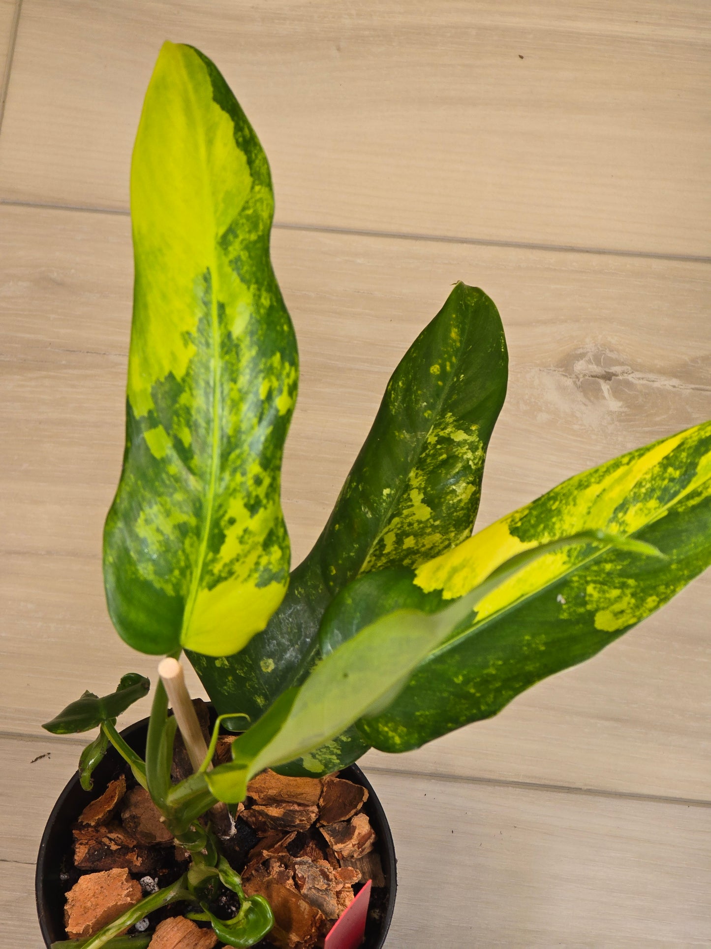 Philodendron Domesticum Variegated #11