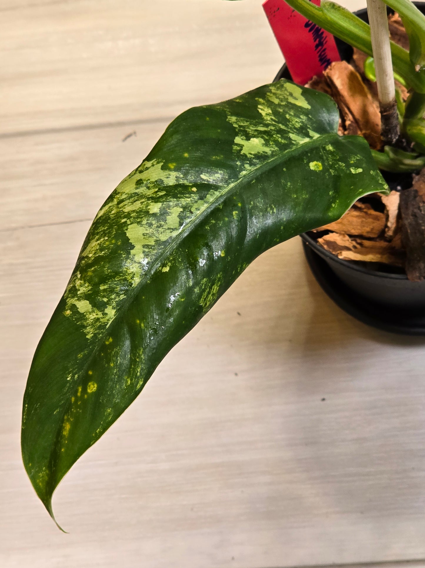 Philodendron Domesticum Variegated #11