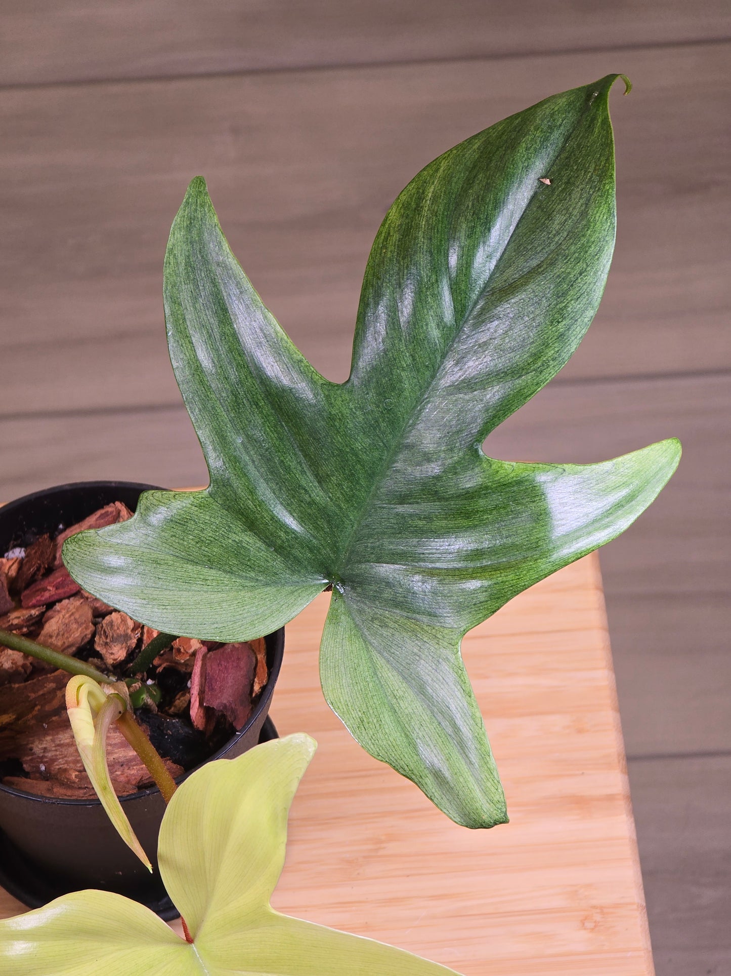 Philodendron Florida Ghost Mint # 8