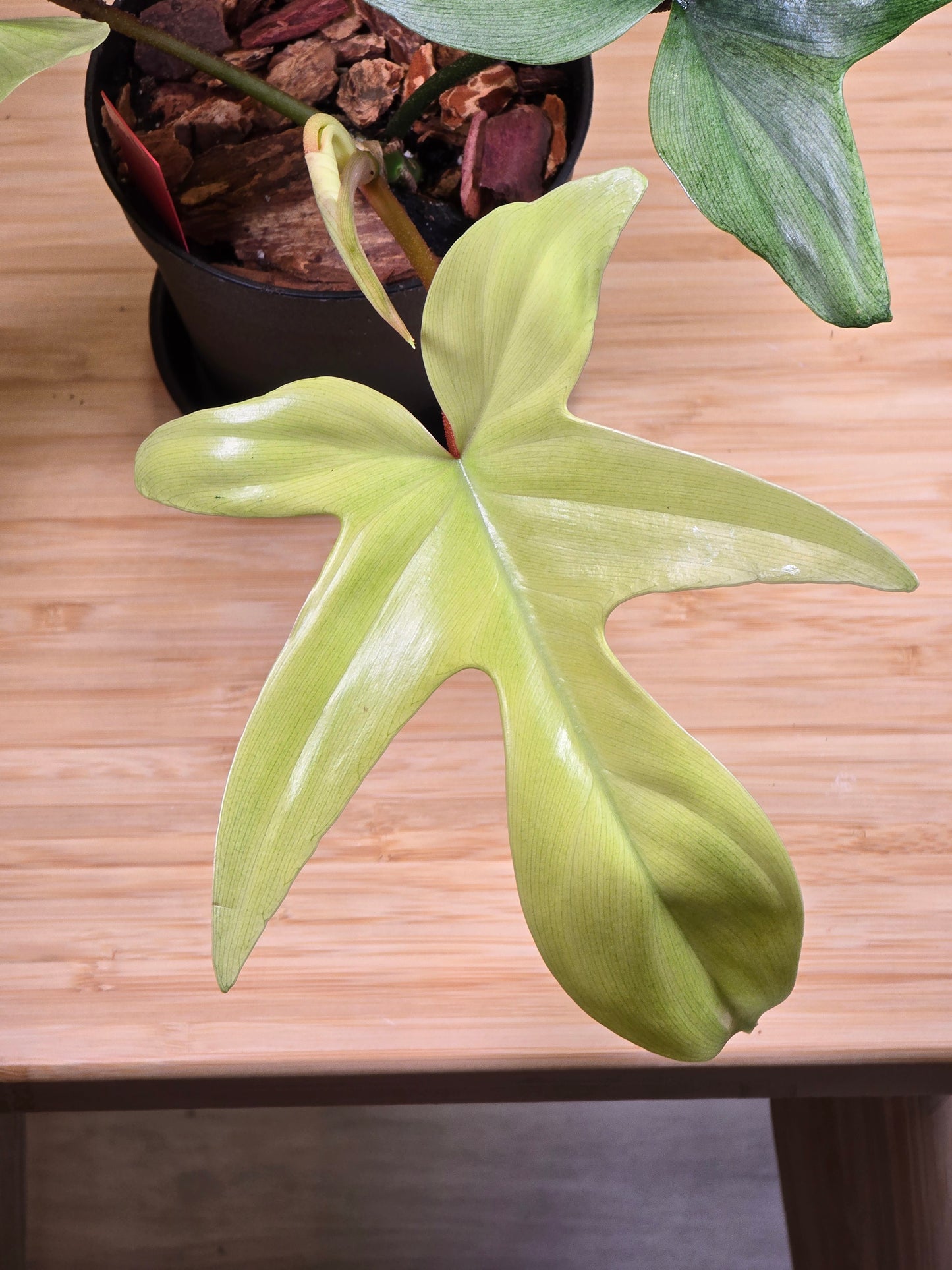 Philodendron Florida Ghost Mint # 8