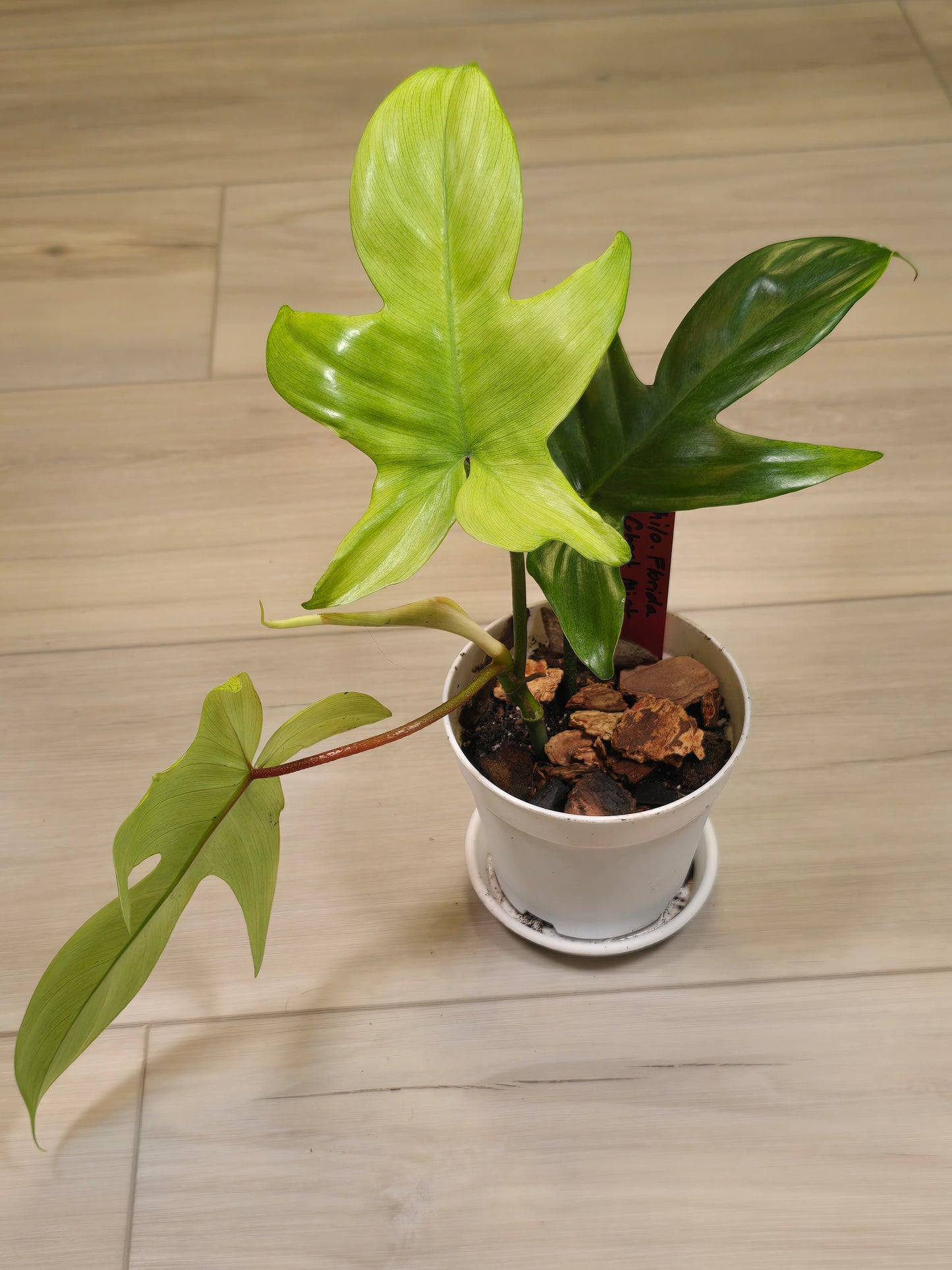 Philodendron Florida Ghost Mint # 7