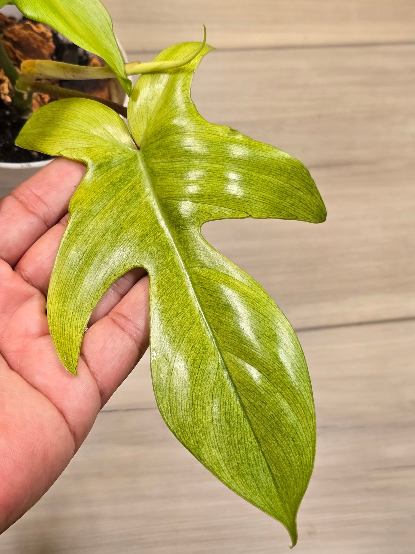 Philodendron Florida Ghost Mint # 7