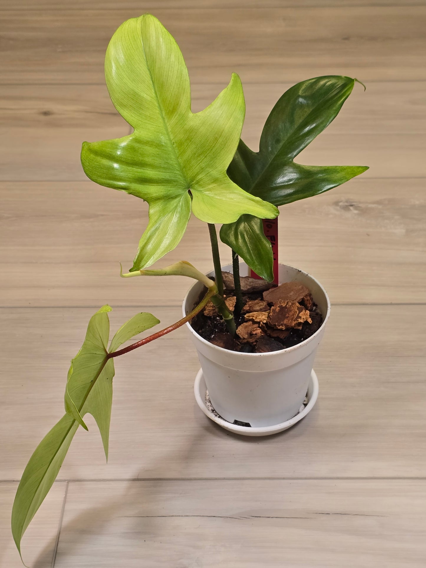 Philodendron Florida Ghost Mint # 7