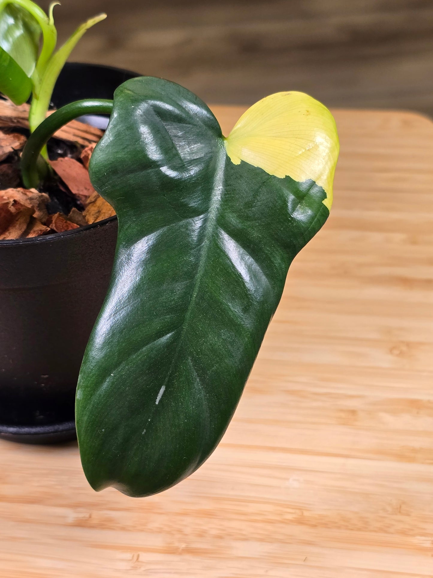 Philodendron Bipennifolium (Violin) Variegated #49