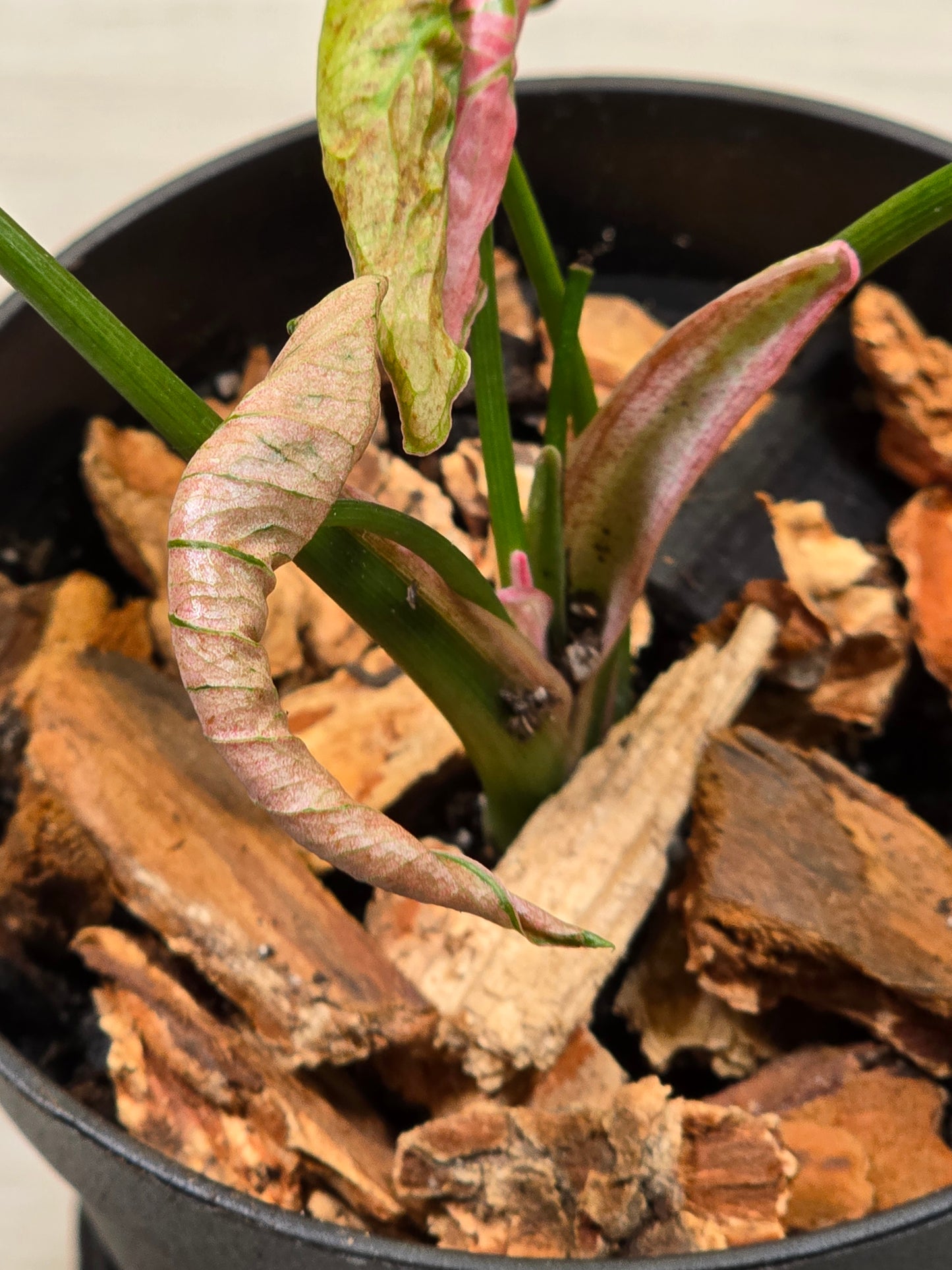 Syngonium Pink Rolli # 28