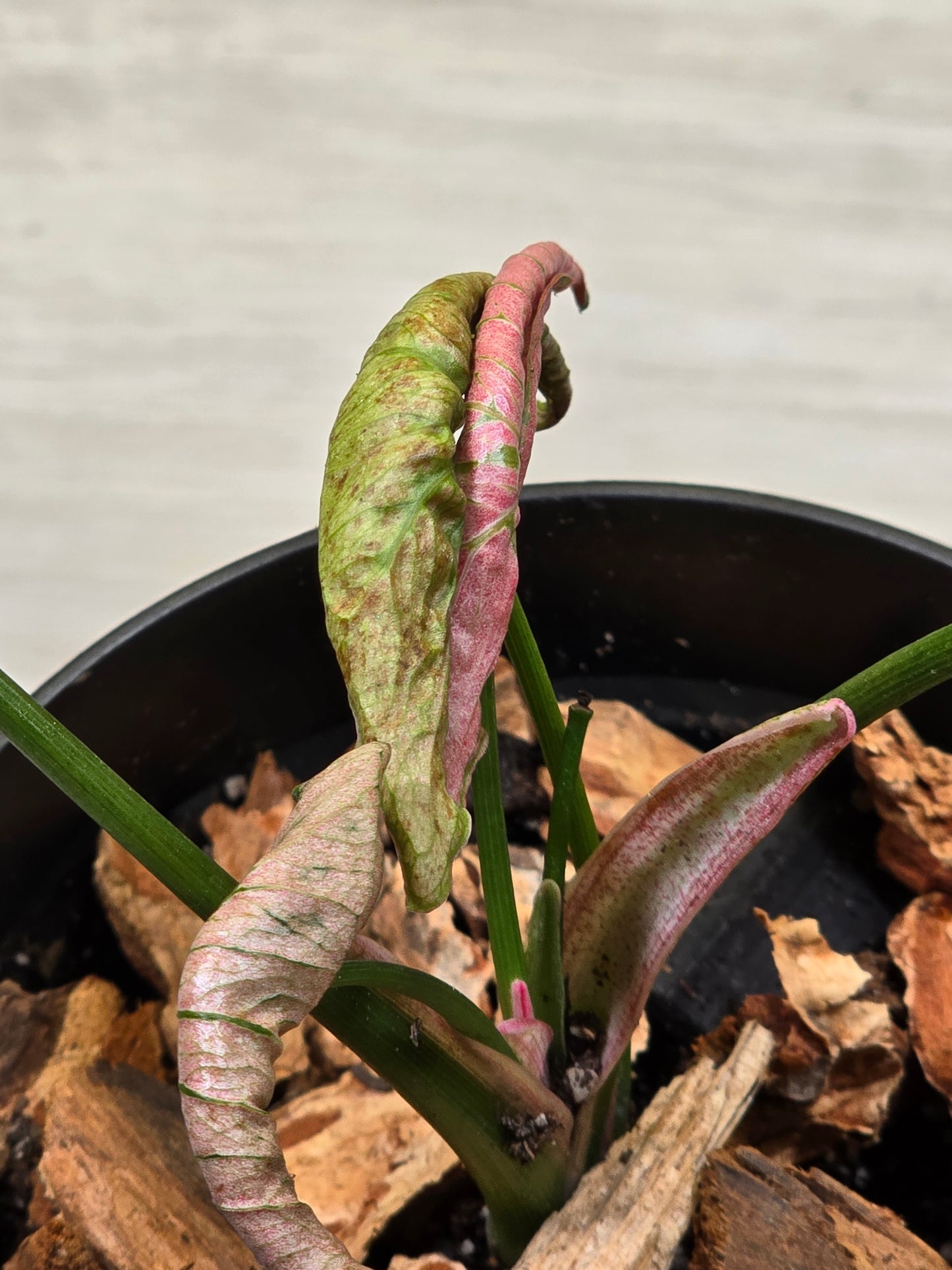 Syngonium Pink Rolli # 28