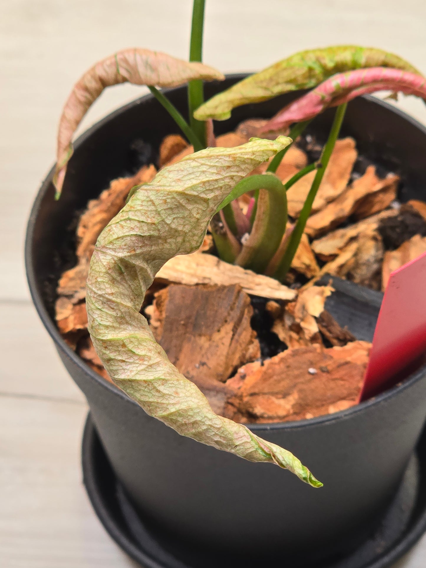 Syngonium Pink Rolli # 28