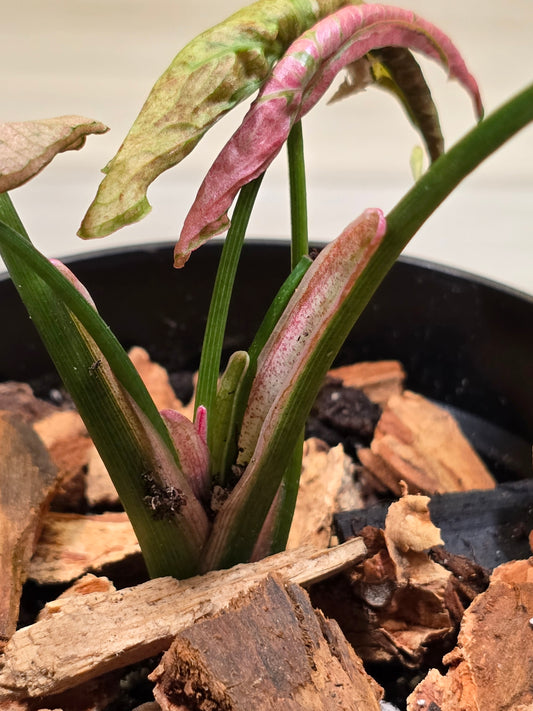 Syngonium Pink Rolli # 28