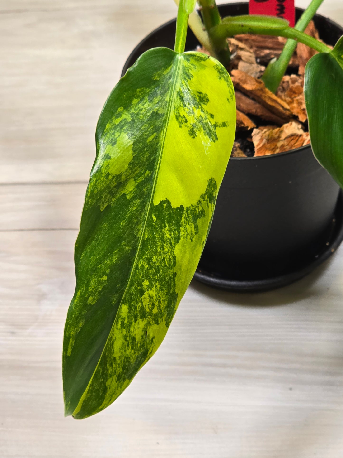 Philodendron Domesticum Variegated #8