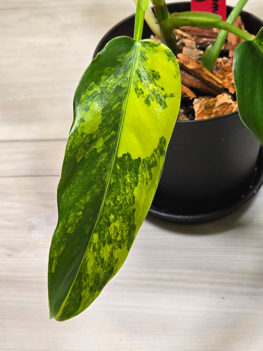 Philodendron Domesticum Variegated #8