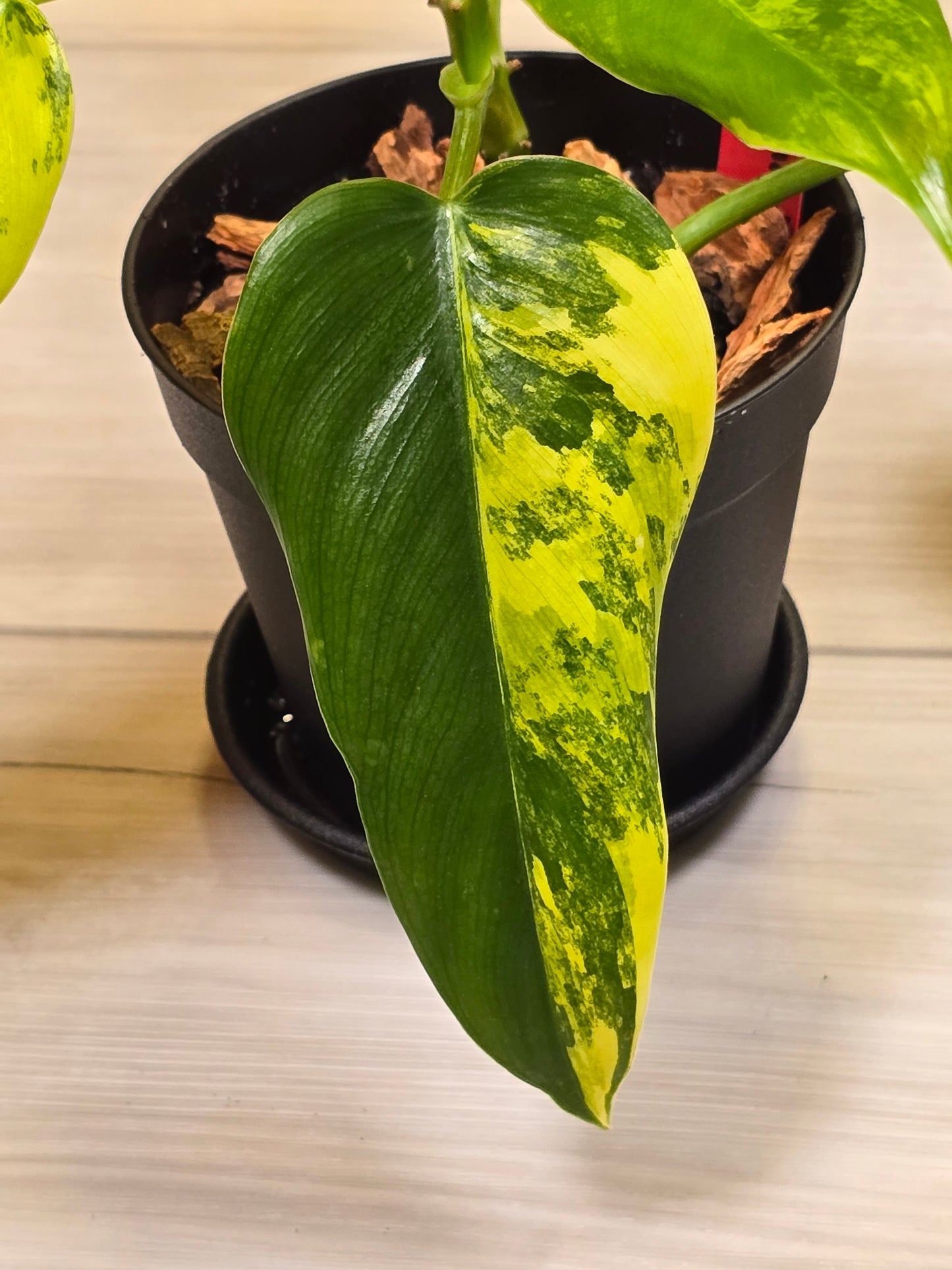 Philodendron Domesticum Variegated #8